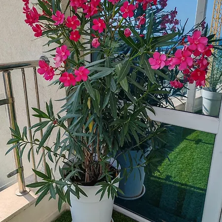 Kabakum Sea Romantica Apartament *